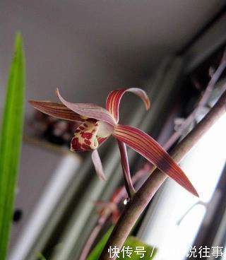 种粮
