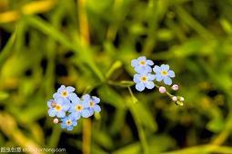 榨菜