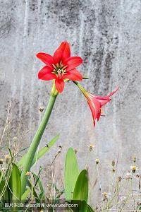 狂愎