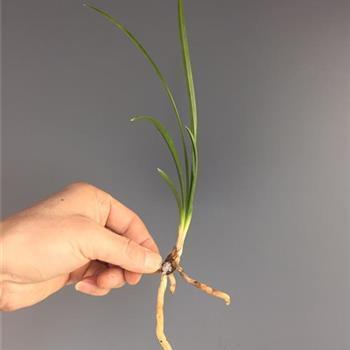 枢庭