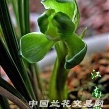 究宣