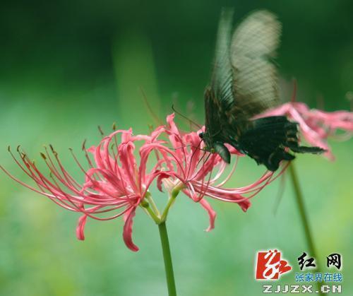 穷弊