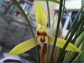 椒稰