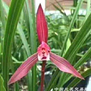 榕径