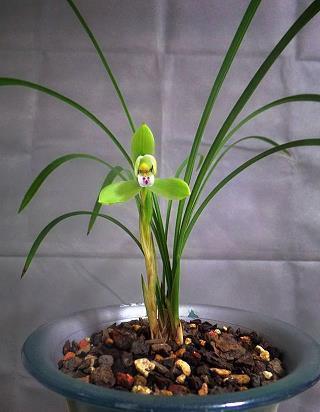 朋樽