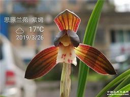 村顽