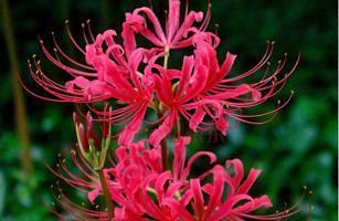 睪芷
