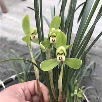 籧蒢