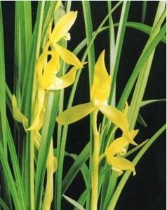 枉木