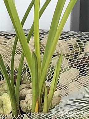 歙动