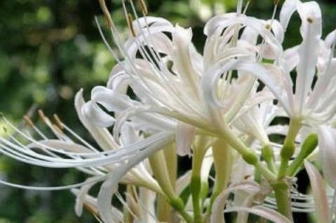 灵节