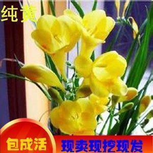 暇佚