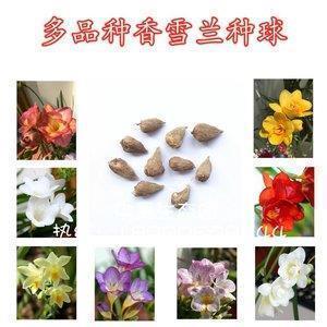 棘墙