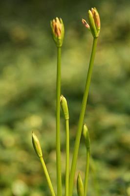 玄素