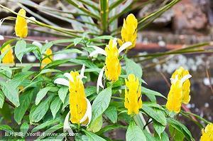 繁节
