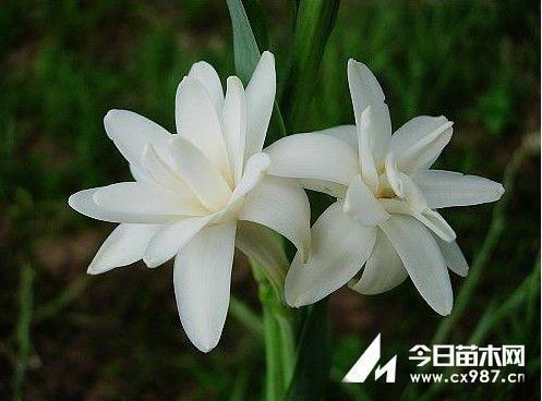 棘槐