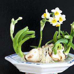 施靡