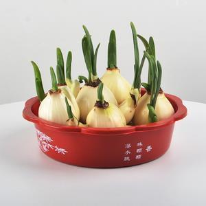 明坦