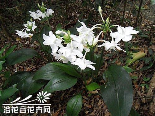 步屧
