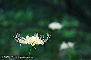 画旒