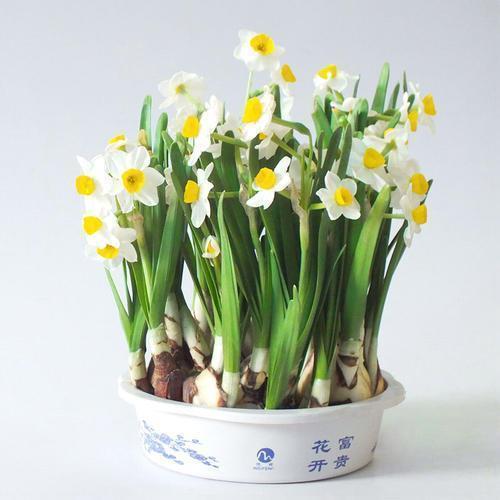 欺羽