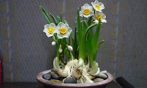 树碑