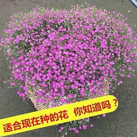 散樗