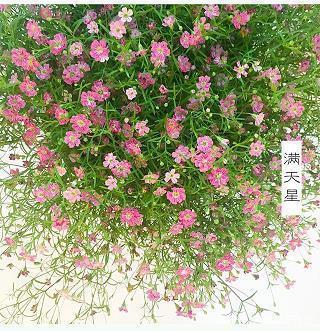 摧萃