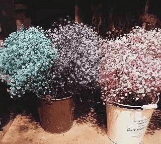 森鲜