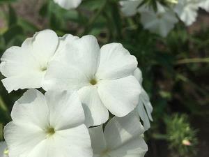 皮掌