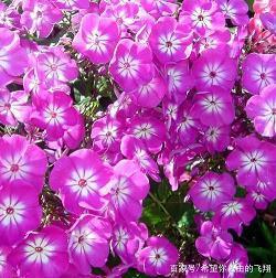 点漆