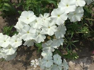 极步
