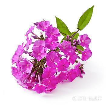 耳房