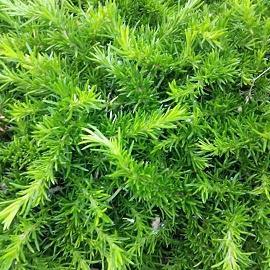 意度