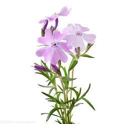 灵芝